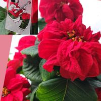 アンスリウム,シャコバサボテン,ガーデンシクラメン,ポインセチア·ウィンター·ローズ,花のある暮らしの画像