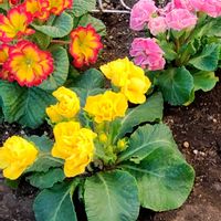 ガーデンシクラメン,ジュリア,アルテルナンテラﾏｰﾌﾞﾙｸｨｰﾝ,ｸﾘｽﾏｽﾛｰｽﾞﾌｫｴﾁﾀﾞｽ,ｸﾘｽﾏｽﾛｰｽﾞﾏｴｽﾄﾛの画像