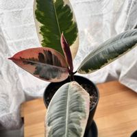 フィカス・ティネケ,その他部屋の画像