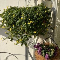 アリッサム,メカルドニア,メカルドニア  ゴールドダスト,アリッサム　レモン&ラベンダー,ワイヤーバスケットの画像