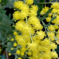 ツバキ,ミモザ,バンクシア スピヌローサ,ぎょりゅうばい,野鳥(カケス)の画像