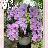 胡蝶蘭,福寿草,いつもありがとう♡,GSのみなさんに感謝♡,復興祈願の画像