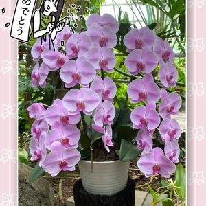 胡蝶蘭,福寿草,いつもありがとう♡,GSのみなさんに感謝♡,復興祈願の画像