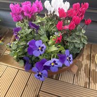 ガーデンシクラメン,ビオラ,ベランダの画像