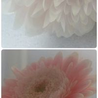 キク,ガ－ベラ,カレンダー,札幌から,ベランダの画像