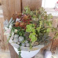 アロマティカス,アロマティカス,軒下,リビング・ダイニングの画像