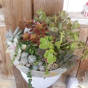 アロマティカス,アロマティカス,軒下,リビング・ダイニングの画像