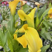 カラー,カラー,ビタミンカラー,黄色い花,鮮やか の画像