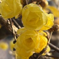 ウメ,ウメ,ロウバイ,ロウバイ,蝋梅の画像