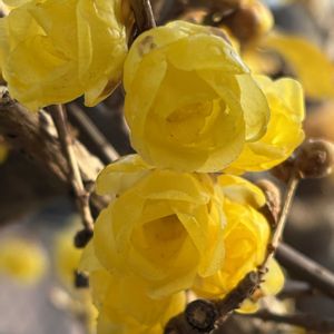 ウメ,ウメ,ロウバイ,ロウバイ,蝋梅の画像