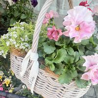 シロタエギク,スーパーアリッサム・フロスティナイト,パンジー　マリリーン,パンジー　スリールドランジュ,寄せ植えの画像