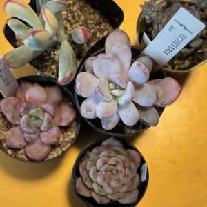 キャロライン,エケベリア ラウイ,ピンクローサ,スポットシーヴィディ,セダム属の画像