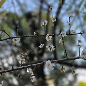 沖縄,開花中, 梅の花の画像