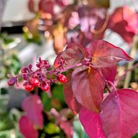 ジュズサンゴ,ガーデニング,山野草,山野草好き,おうち園芸の画像