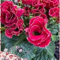 バラ咲きジュリアン,プリムラ　ジュリアン,プリムラ　ジュリアン,八重咲きストック,バラ咲きジュリアン キャンディINブライドの画像