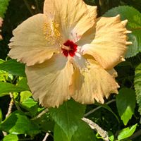 ハイビスカス,ハイビスカス・コーラルレモン,季節の花,咲くやこの花館,季節の風物詩の画像