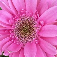 ガーベラ,ガーベラ,ガーベラ,ガーベラ,iphone11の画像