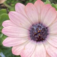 オステオスペルマム,オステオスペルマム,オステオスペルマム,iphone11の画像