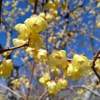 ナンテン,ロウバイ,白南天,蝋梅,蝋梅(ロウバイ)の画像