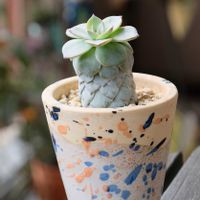 多肉植物,ベランダガーデニング,多肉植物のある暮らし,癒し…♡,可愛い❤の画像