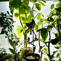 フィカス　ウンベラータ,フィカス・アルテシマ,フィカス ルビー,フィカス,フィカス ベンガレンシスの画像