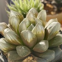 虹の玉,ドドソン紫オブツーサ,アガベ吉祥冠,ハオルチア OB-5,多肉植物の画像