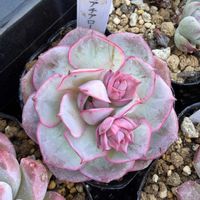 クロアチアローズ,多肉植物,多肉女子,兵庫タニラー,販売苗の画像