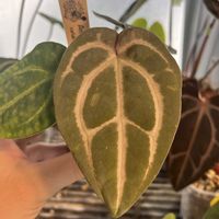 アンスリウム,アンスリウム　カーラブラッキアエ,アンスリウム　カーラブラッキアエ,アンスリウム　カーラブラッキアエ,観葉植物の画像