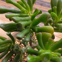 クラッスラゴーラム・別名『宇宙の木』,多肉植物,部屋の中,100均産 ,チーム新潟の画像
