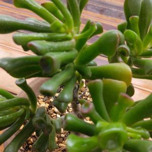 クラッスラゴーラム・別名『宇宙の木』,多肉植物,部屋の中,100均産 ,チーム新潟の画像