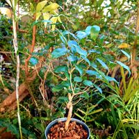 ベンジャミン,フィカス・ベンジャミナ,フィカス ウィアンディ,フィカス属,ザ・ファームユニバーサルの画像