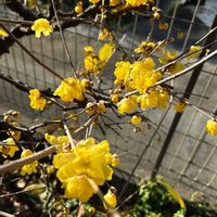 ロウバイ,GSのみなさんに感謝♡,お花を楽しむ,今日のお花,お疲れ様です♡の画像
