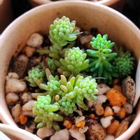 サボテン,セダム,多肉植物,観葉植物の画像