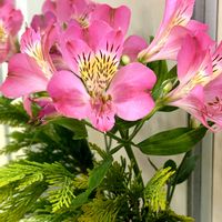 アルストロメリア,東北人花の会,リビング・ダイニングの画像