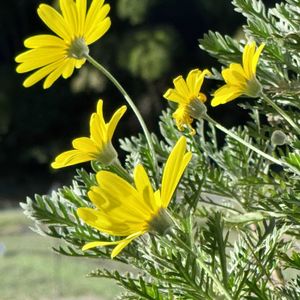 ユリオプスデージー,花壇,シルバーリーフ,キク科,幸せの黄色い花の画像