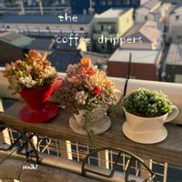 普及種,多肉寄せ植え,ハオルチア属,多肉植物のある暮らし,コーヒードリッパーの画像