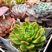 多肉植物,エケベリア属,no green no life,癒し空間,多肉のある暮らしの画像