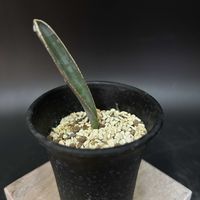 多肉植物,珍奇植物,ケープバルブ,ビザールプランツ,アルブカ属の画像