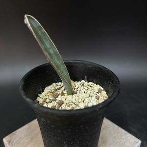 多肉植物,珍奇植物,ケープバルブ,ビザールプランツ,アルブカ属の画像