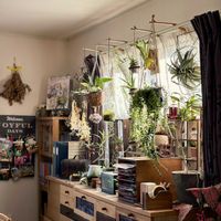 チランジア,スパティフィラム,アグラオネマ,チランジア　キセログラフィカ,ミモザの画像