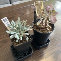 オトンナ ヘレー,オトンナ・ユーフォルビオイデス,オトンナ属,和室の画像