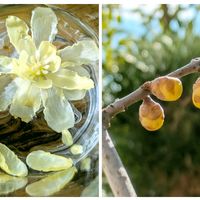 ロウバイ,花のある暮らし,今日のお花,かわいいお花,自然に感謝の画像