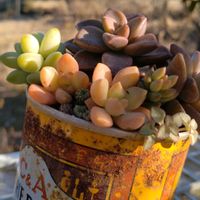 多肉植物,多肉寄せ植え,多肉植物のある暮らし,多肉を楽しむ,多肉と遊ぶの画像