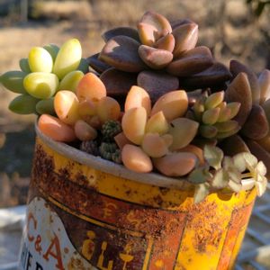 多肉植物,多肉寄せ植え,多肉植物のある暮らし,多肉を楽しむ,多肉と遊ぶの画像