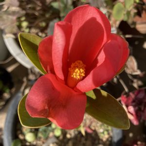 タイワンツバキ,季節の花,花のある暮らし,可愛いお花の開花,待って待って、、の画像