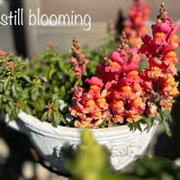 金魚草,鉢植え,ガーデニング,玄関前庭,庭の画像