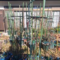 バラ,ばら バラ 薔薇の画像