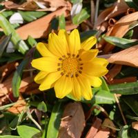 ガザニア,ガザニア,散歩の写真の画像