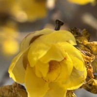 ロウバイ, パフィオペディルム ,パフィオぺディラム,鉢植え,ラン科の画像