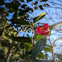 サザンカ,ツバキ,お出かけ先の画像